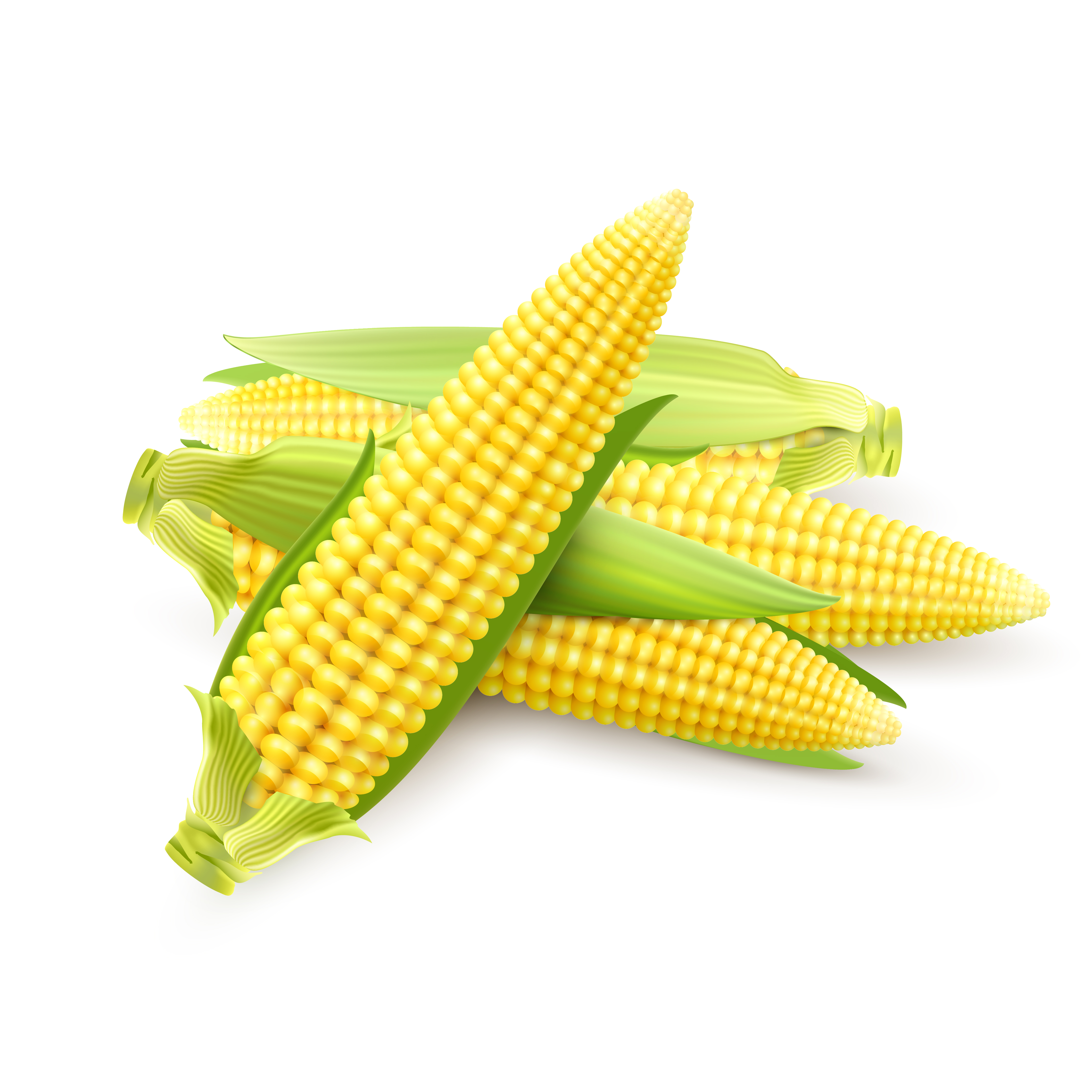 Maize